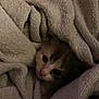 Cuddlez joined the competition — help win amazing prizes! kitten, cat, blanket, cozy, cute, pet, animal, fur, soft, texture, nest, comfort, snuggle, indoor, young, small, face, eyes, warm, resting
