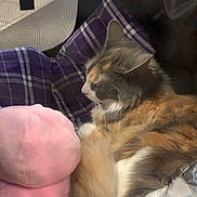 Cuddlez is registered to the contest to win money with this photo: cat, calico, plaid_cushion, pet_carrier, mesh_window, soft_toy, blanket, sleeping, cozy, fur, indoor, resting, cute, animal, pet, feline, relaxing, fluffy, comfort, side_view