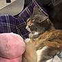 cat, calico, plaid_cushion, pet_carrier, mesh_window, soft_toy, blanket, sleeping, cozy, fur, indoor, resting, cute, animal, pet, feline, relaxing, fluffy, comfort, side_view