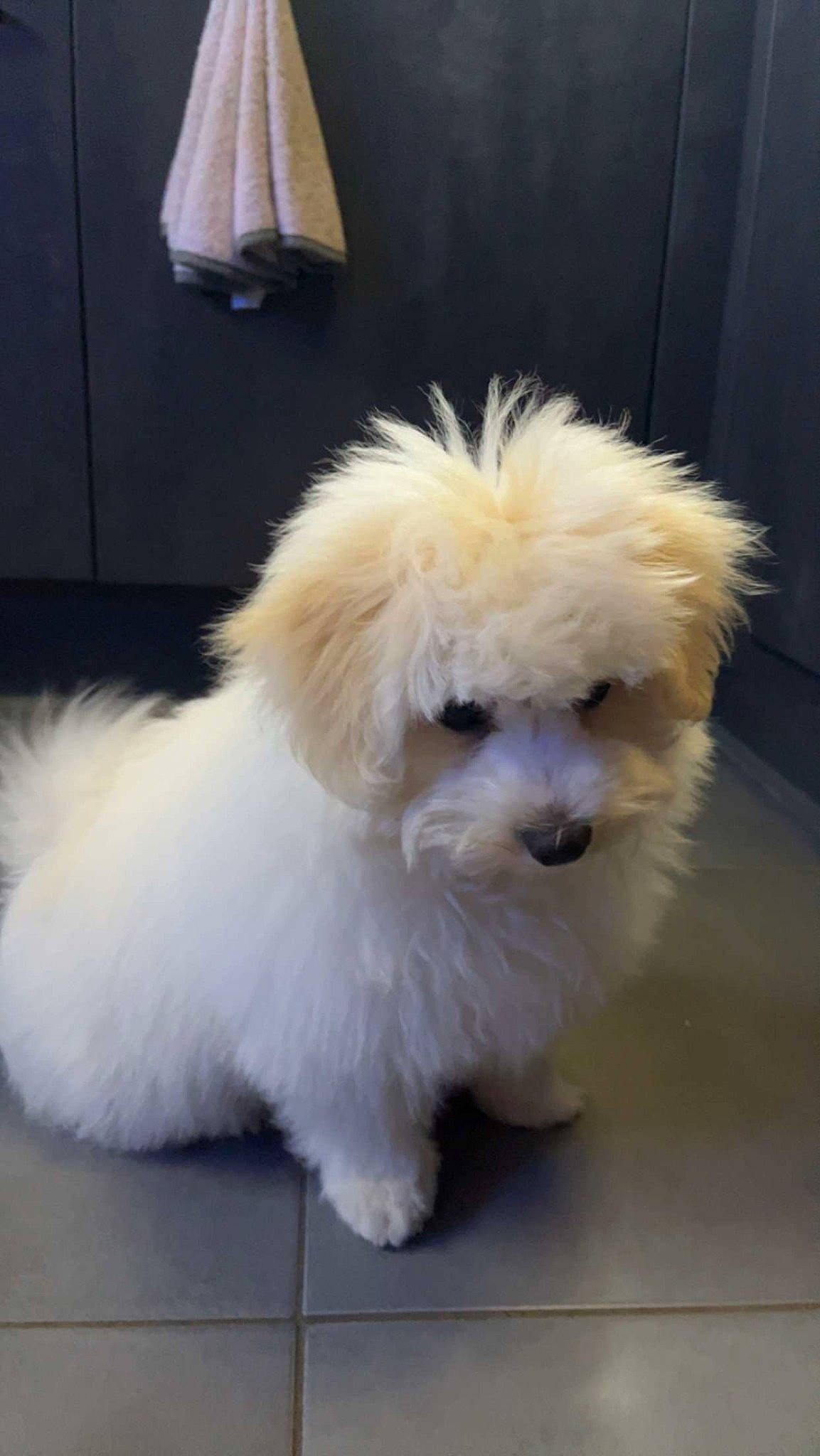 Ulky a rejoint le concours — aidez-le/la à gagner de superbes lots ! canidae, carnivore, companion_dog, cone, dog, dog_breed, dog_supply, fur, lamp, maltepoo, non_sporting_group, small_terrier, sporting_group, toy_dog, working_animal