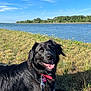 Matea participe au concours pour gagner de l'argent avec cette photo : animal, black_dog, canine, collar, dog, grass, happy, landscape, leash, mammal, nature, outdoor, pet, river, scenic, sky, summer, sunny, tongue_out, water
