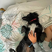 Matea participe au concours pour gagner de l'argent avec cette photo : bed, black_dog, blanket, casual, collar, comfort, dog, fur, hand, human, indoor, paw, person, pet, relaxation, resting, sleepy, textile, white_patch, wristband