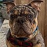 dog, brindle, bow_tie, gold_chain, pet, indoor, furniture, wooden_cabinet, decor, canine, portrait, sitting, attentive, close_up, animal, cute, companion, domestic, furry, ears