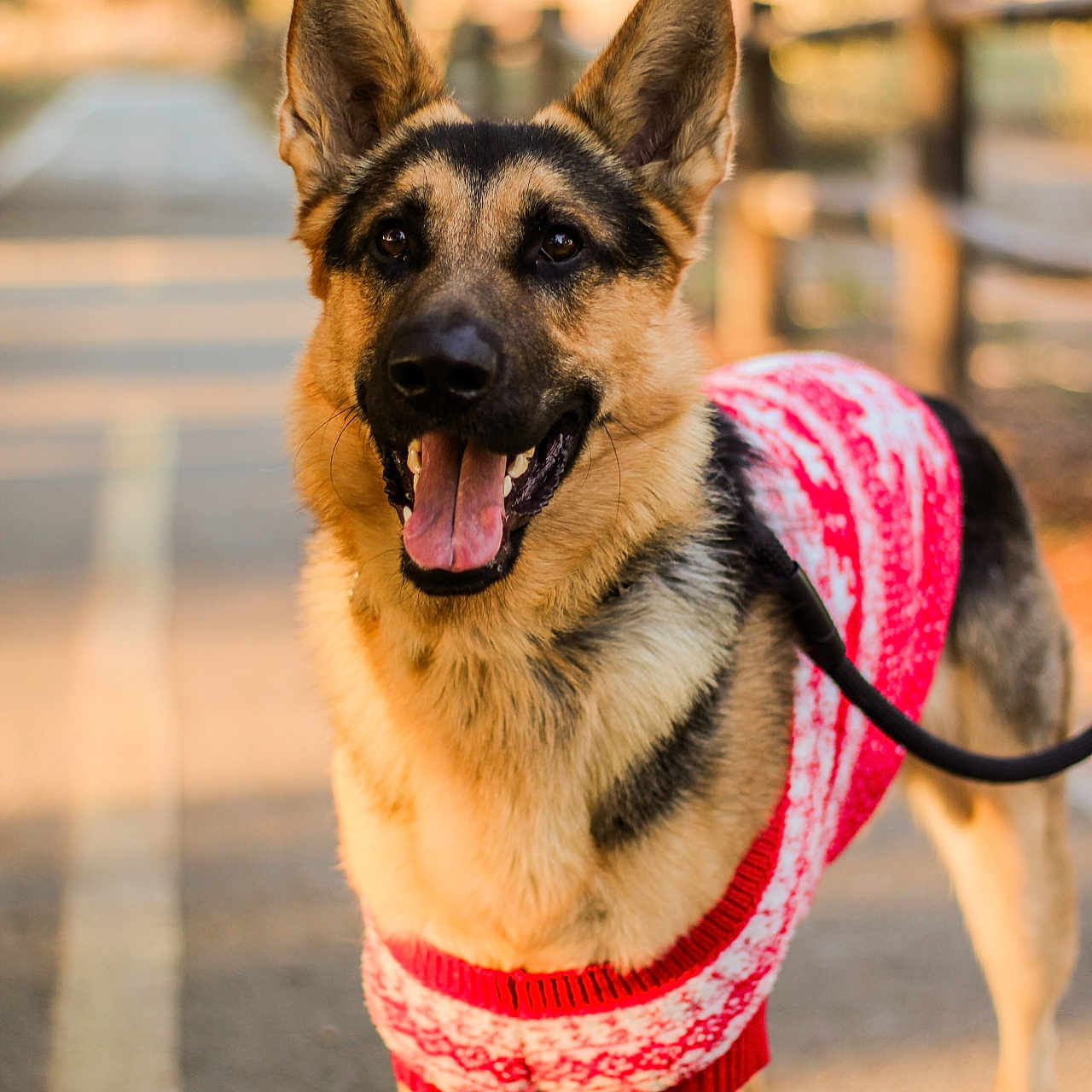 Charlie is registered to the contest to win money with this photo: animal, autumn, canine, close_up, dog, ears_up, fence, german_shepherd, happy, holiday, leash, nature, outdoor, path, pet, portrait, sunlight, sweater, tongue_out, walking