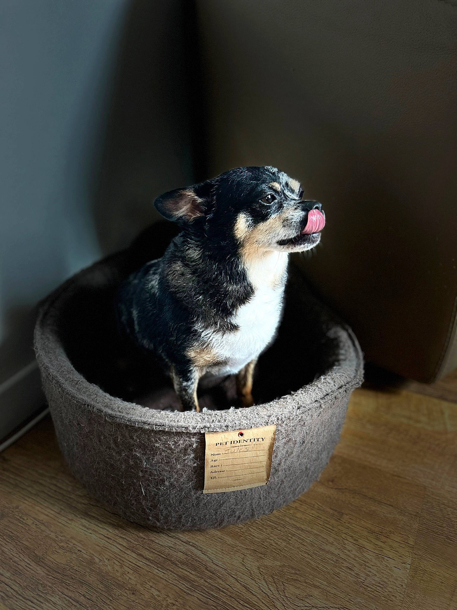 Nouby participe au concours pour gagner de l'argent avec cette photo : bowl, canidae, carnivore, ceramic, companion_dog, dog, dog_breed, dog_food, paw, pet_supply, snout, sporting_group, whiskers, wood, working_animal