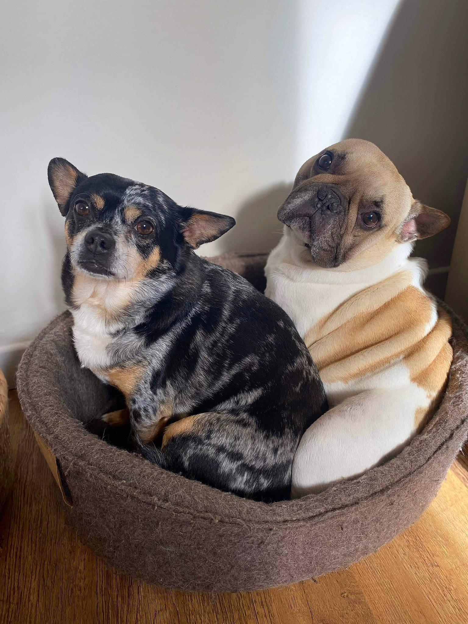 Nouby participe au concours pour gagner de l'argent avec cette photo : bored, canidae, carnivore, collar, comfort, companion_dog, dog, dog_breed, fawn, fur, paw, pet_supply, pug, puppy, snout, sporting_group, tail, toy_dog, working_animal, wrinkle