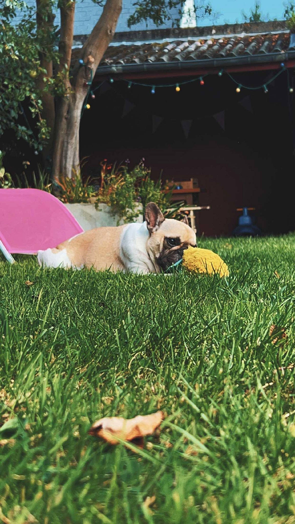 Momo a rejoint le concours — aidez-le/la à gagner de superbes lots ! botany, fawn, flooring, fun, garden, grass, grass_family, grassland, happy, landscape, lawn, leisure, mammal, meadow, people_in_nature, plant, sunglasses, sunlight, tints_and_shades, tree