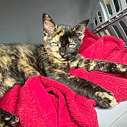 Fresita joined the competition — help win amazing prizes! kitten, cat, tortoiseshell, pet_carrier, red_towel, relaxed, fur, animal, indoor, resting, whiskers, paw, cute, young, feline, pet, cozy, closeup, sleepy, domestic_animal