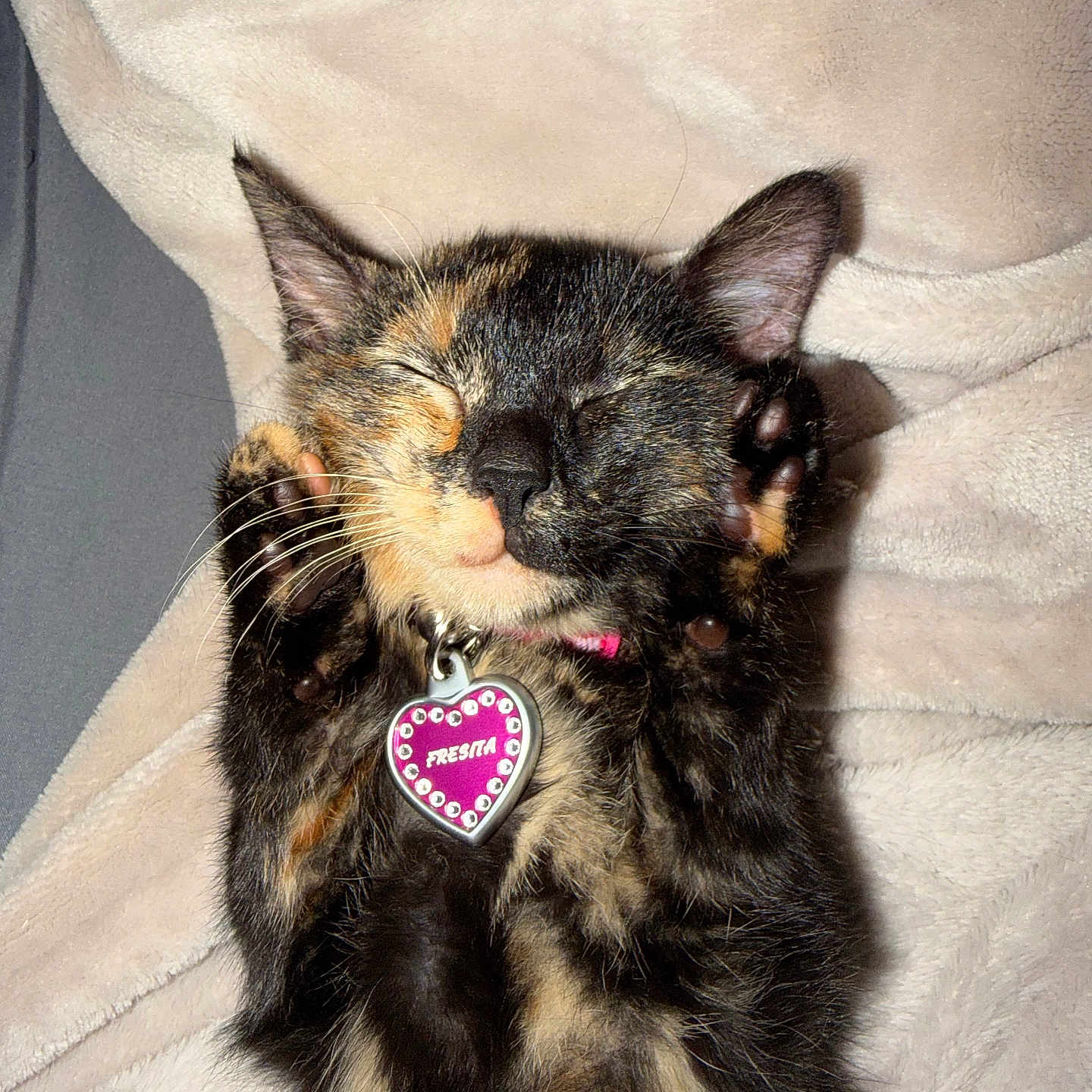 Fresita is registered to the contest to win money with this photo: cat, kitten, tortoiseshell, sleeping, paws, collar, heart_tag, blanket, cozy, pet, fur, whiskers, cute, relaxed, indoor, animal, adorable, resting, small, feline