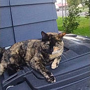 Kitty is registered to the contest to win money with this photo: cat, tortoiseshell_cat, animal, outdoor, trash_bin, wall, greenery, plant, house, residential, pet, fur, mammal, relaxed, resting, daylight, sidewalk, street, nature, domestic_animal