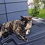 animal, cat, daylight, domestic_animal, fur, greenery, house, mammal, nature, outdoor, pet, plant, relaxed, residential, resting, sidewalk, street, tortoiseshell_cat, trash_bin, wall