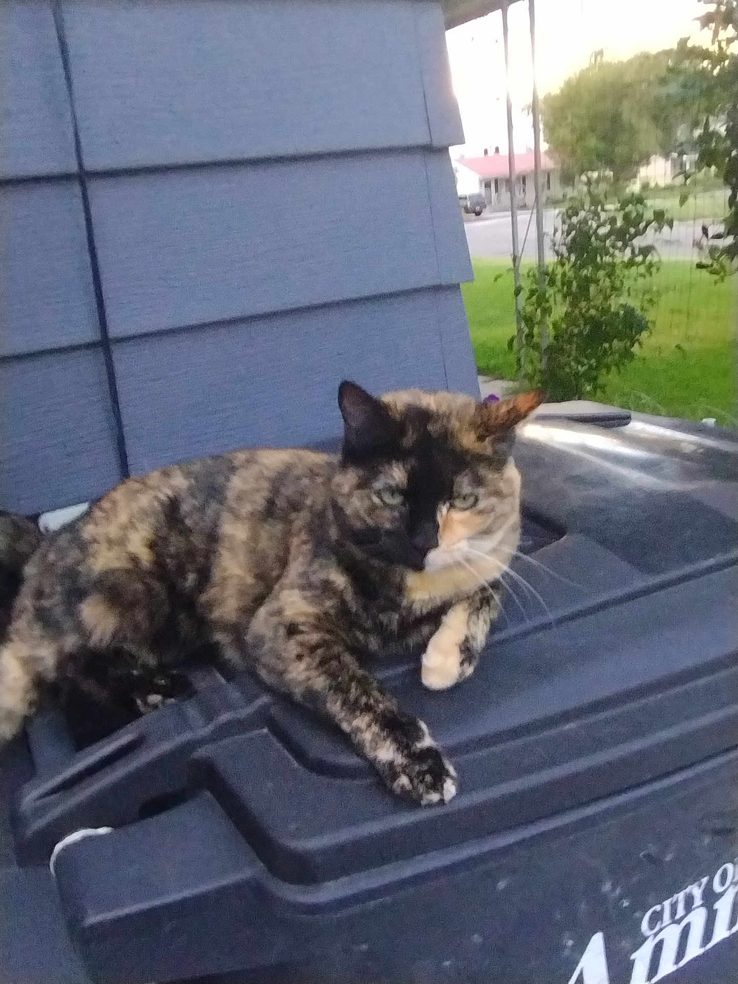 Kitty