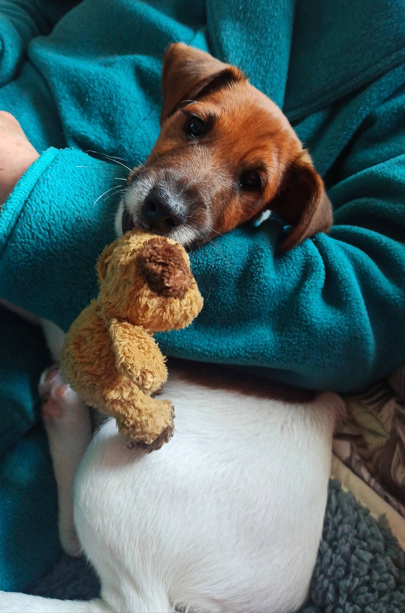 Vulcain a rejoint le concours — aidez-le/la à gagner de superbes lots ! carnivore, comfort, companion_dog, dog, dog_bed, dog_breed, dog_supply, fawn, fur, linens, paw, plush, puppy_love, stuffed_toy, toy, toy_dog, whiskers, wool, working_animal, wrist