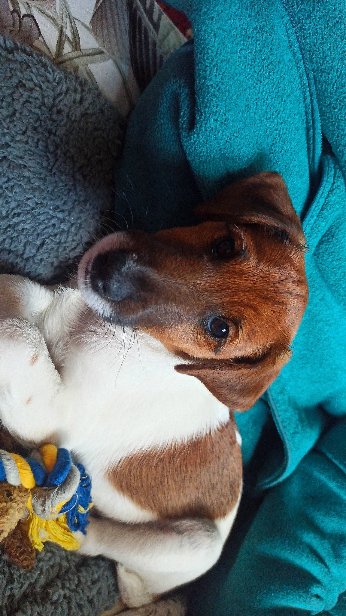 Vulcain participe au concours pour gagner de l'argent avec cette photo : canidae, carnivore, comfort, companion_dog, dog, dog_breed, ear, fawn, fur, liver, nap, paw, sporting_group, toy_dog, whiskers, working_animal