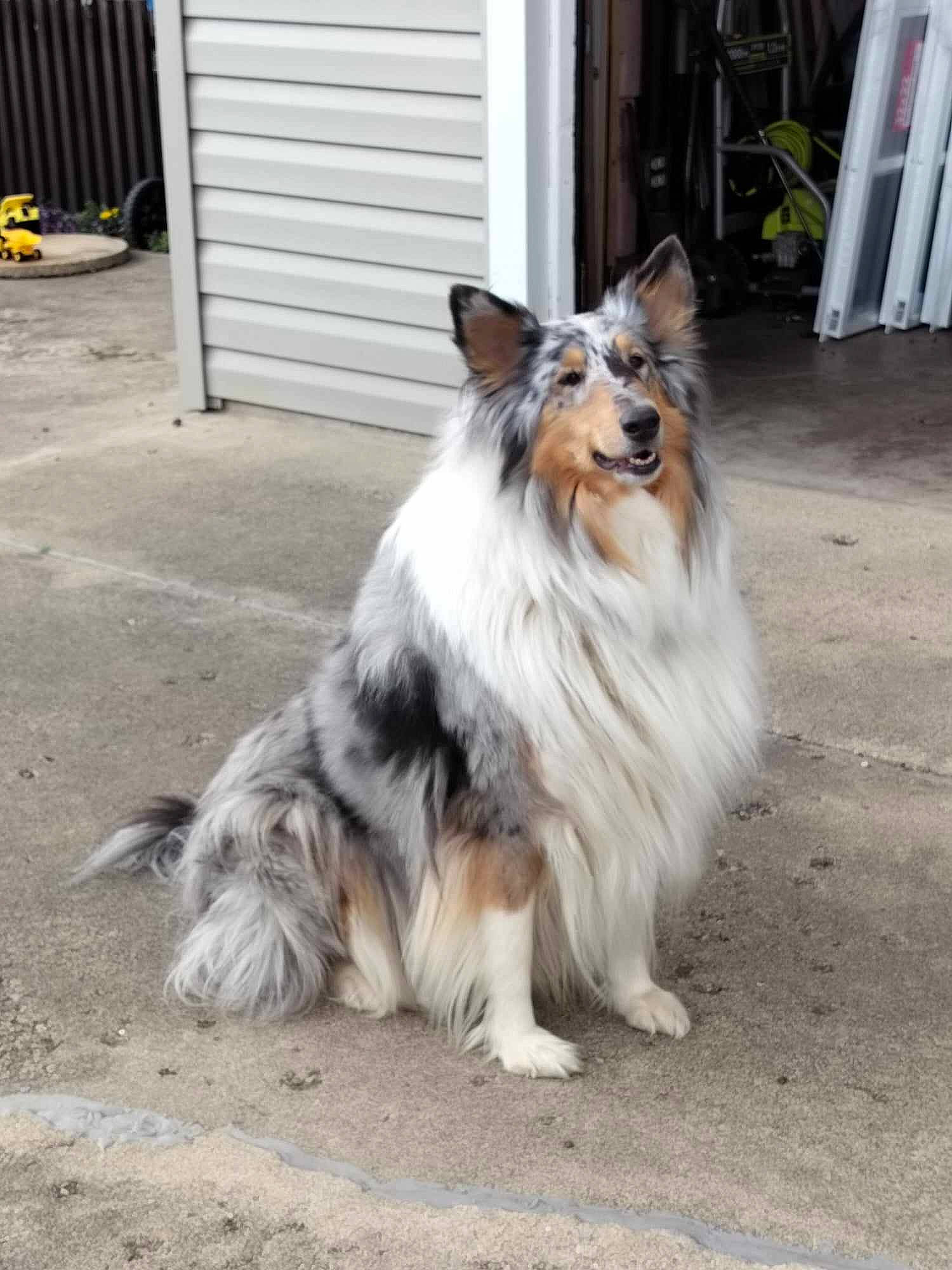 Ahnaye is registered to the contest to win money with this photo: asphalt, canidae, carnivore, companion_dog, dog, dog_breed, door, fur, herding_dog, plant, rough_collie, scotch_collie, shetland_sheepdog, snout, sporting_group, tail, tire, whiskers, working_animal, working_dog