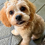 Bailey joined the competition — help win amazing prizes! puppy, dog, fluffy, cute, pet, indoor, floor, carpet, wood, small, young, animal, fur, eyes, nose, mouth, sitting, looking_up, toothy_grin, wicker