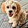 Bailey