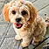 Bailey