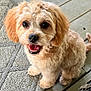 Bailey joined the competition — help win amazing prizes! dog, puppy, happy, smiling, fluffy, curly_fur, pet, indoor, carpet, wood_floor, cute, small_dog, looking_up, animal, domestic_animal, face, ears, black_nose, tongue, sitting