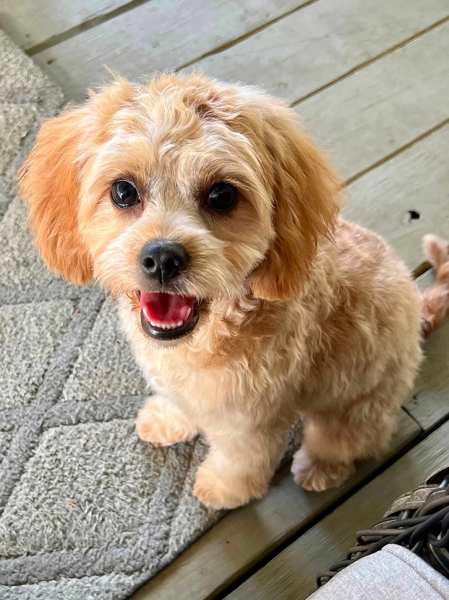 Bailey