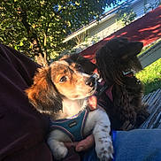 Tucker is registered to the contest to win money with this photo: dog, puppy, outdoor, sunlight, tree, fence, person, clothing, jeans, sitting, pet, nature, greenery, bench, harness, spotted, brown, black, white, fur