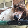 Tucker is registered to the contest to win money with this photo: dog, close_up, resting, outdoor, porch, chair, green, black, fur, relaxed, sleepy, window, brick_wall, nose, head, pet, animal, daylight, wood, metal