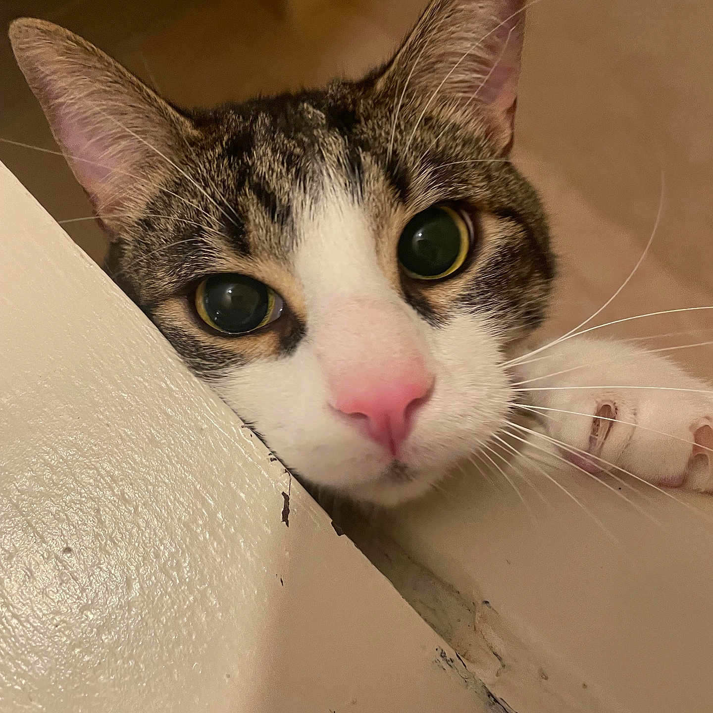 Ares a rejoint le concours — aidez-le/la à gagner de superbes lots ! cat, pet, close_up, curious, indoor, whiskers, pink_nose, tabby, white_fur, animal, face, ears, paw, looking, cute, domestic, feline, curiosity, soft_light, texture