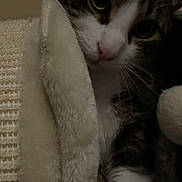 Ares a rejoint le concours — aidez-le/la à gagner de superbes lots ! cat, tabby_cat, blanket, cozy, curious_eyes, fur, indoor, pet, resting, soft_texture, whiskers, close_up, cute, comfort, animal, sleepy, warm, feline, domestic_cat, relaxed