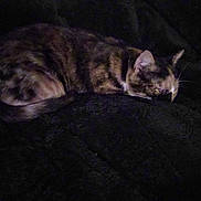 Tripod is registered to the contest to win money with this photo: cat, tabby, sleeping, furry, animal, pet, dark, blanket, cozy, resting, fur, whiskers, cute, indoor, quiet, calm, tail, mammal, domestic, feline