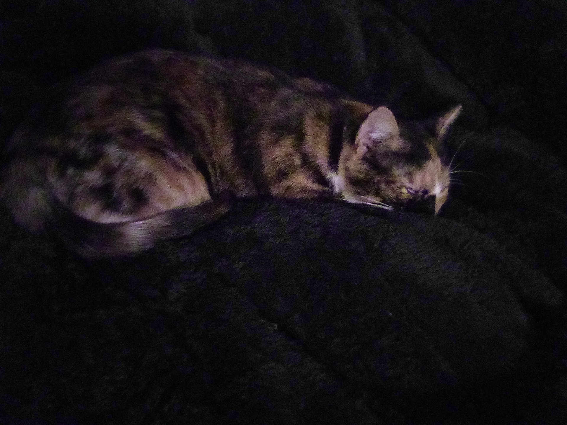 Tripod is registered to the contest to win money with this photo: cat, tabby, sleeping, furry, animal, pet, dark, blanket, cozy, resting, fur, whiskers, cute, indoor, quiet, calm, tail, mammal, domestic, feline