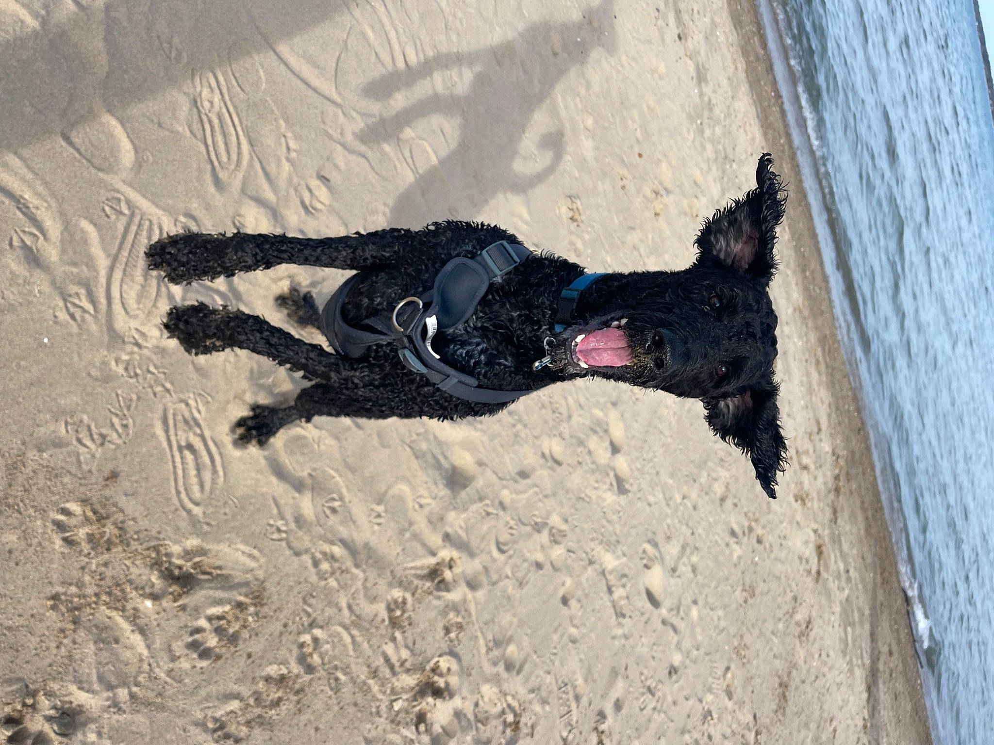 Tucker joined the competition — help win amazing prizes! art, beach, dress, fun, human_leg, lake, landscape, painting, people_in_nature, sand, shadow, soil, thigh, tree, visual_arts, water, window, wood