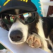 Pacman participe au concours pour gagner de l'argent avec cette photo : accessories, animal, baseballcap, beagle, canine, cap, clothing, cockerspaniel, dog, glasses, goggles, hat, helmet, hound, husky, person, pet, puppy, strap, sunglasses