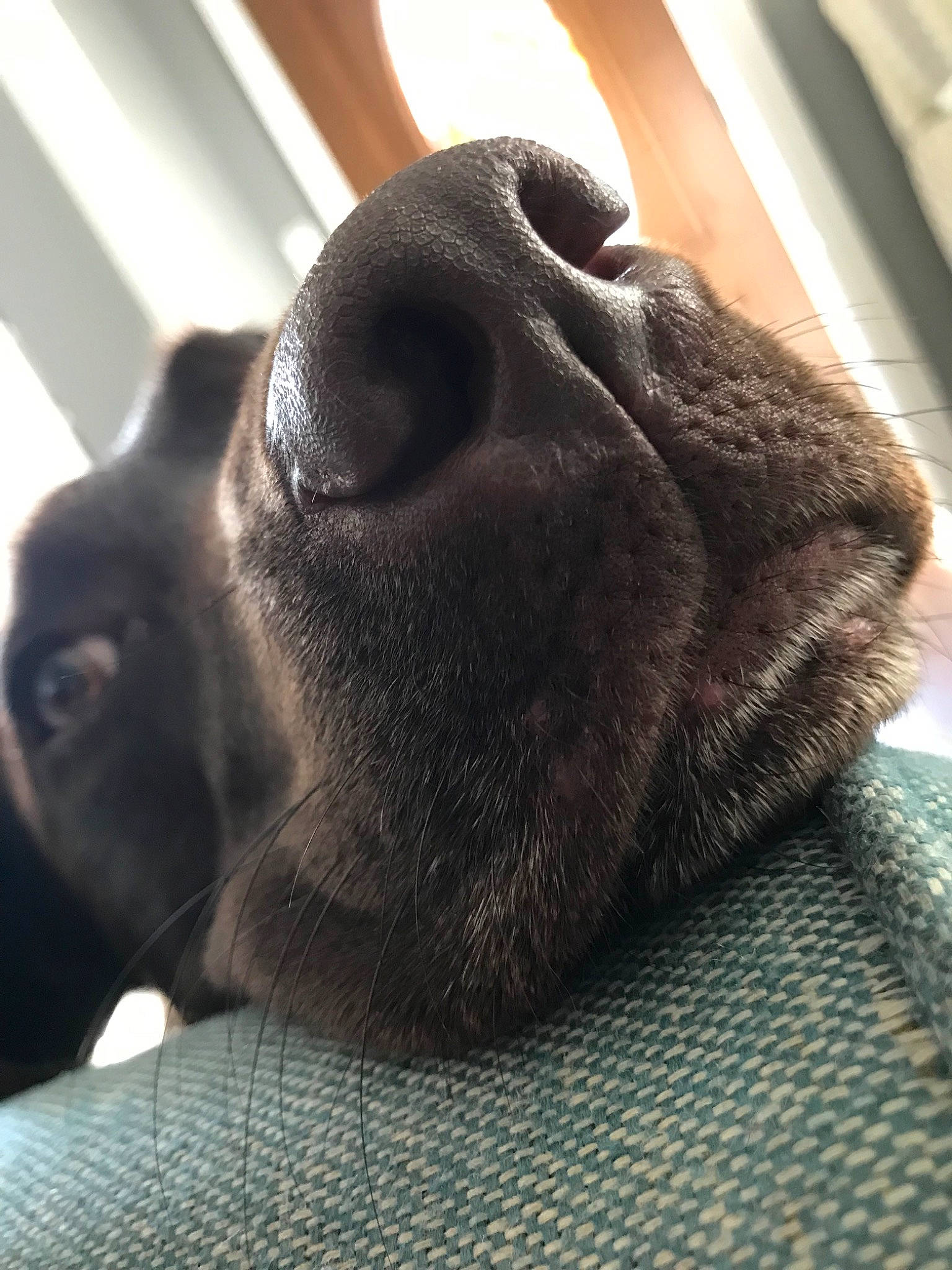 Lexi is registered to the contest to win money with this photo: canidae, carnivore, dog, dog_breed, fawn, fur, labrador_retriever, nose, puppy, snout, sporting_group