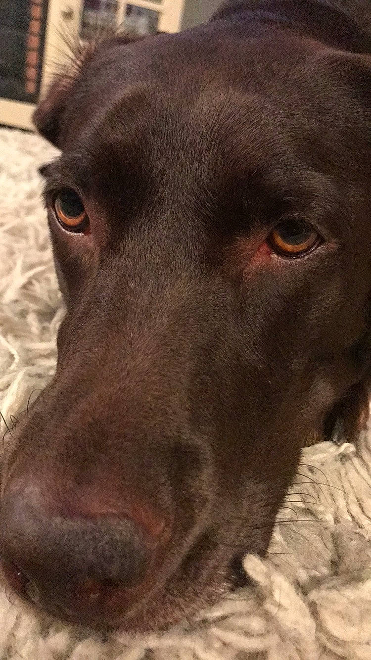 Lexi joined the competition — help win amazing prizes! beagador, borador, canidae, carnivore, dog, dog_breed, hunting_dog, labrador_retriever, liver, mammal, nose, pointing_breed, retriever, snout, sporting_group, vertebrate