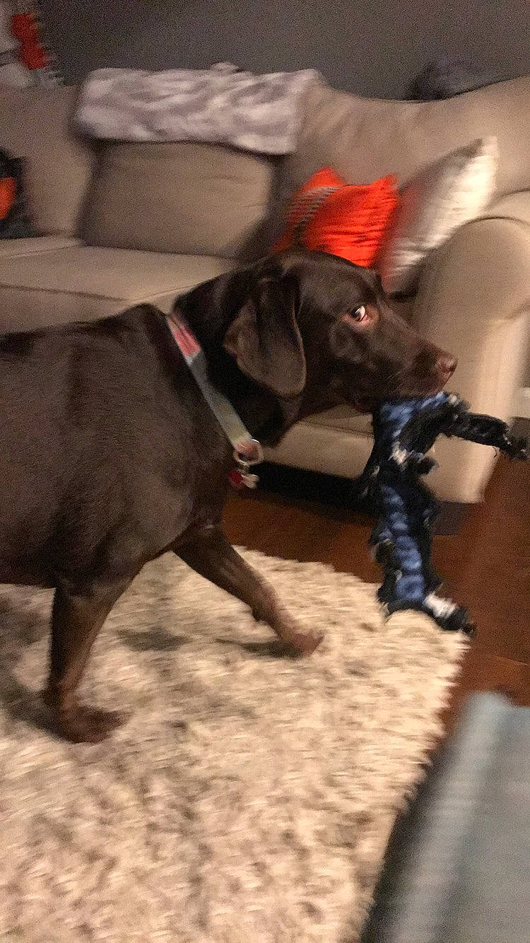 Lexi is registered to the contest to win money with this photo: american_pit_bull_terrier, cane_corso, canidae, carnivore, dog, dog_breed, fawn, guard_dog, labrador_retriever, non_sporting_group, snout, sporting_group, vizsla, weimaraner