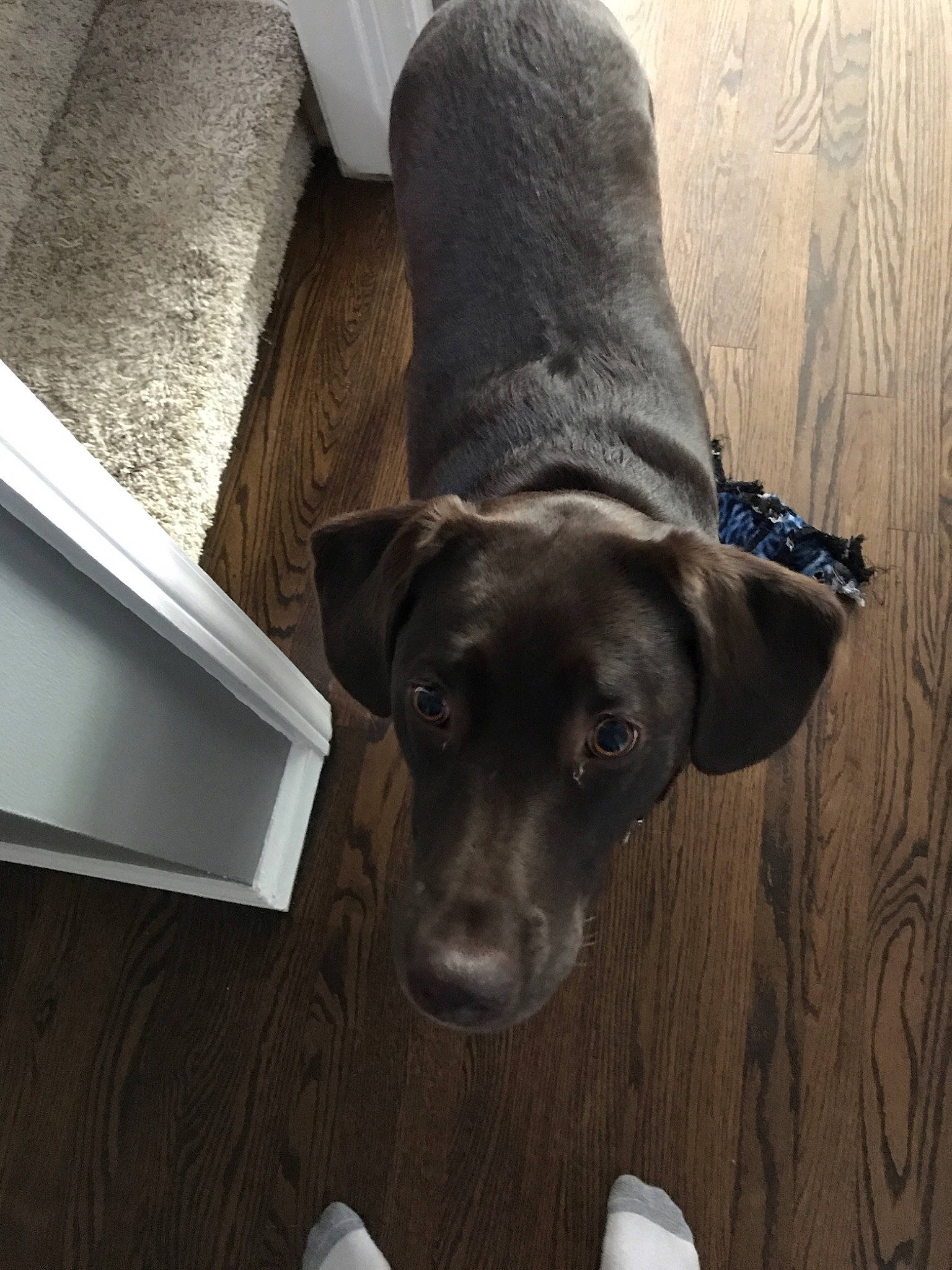 Lexi is registered to the contest to win money with this photo: canidae, carnivore, companion_dog, dog, dog_breed, ear, fawn, floor, great_dane, labrador_retriever, pointer, pointing_breed, puppy, retriever, room, snout, sporting_group, weimaraner