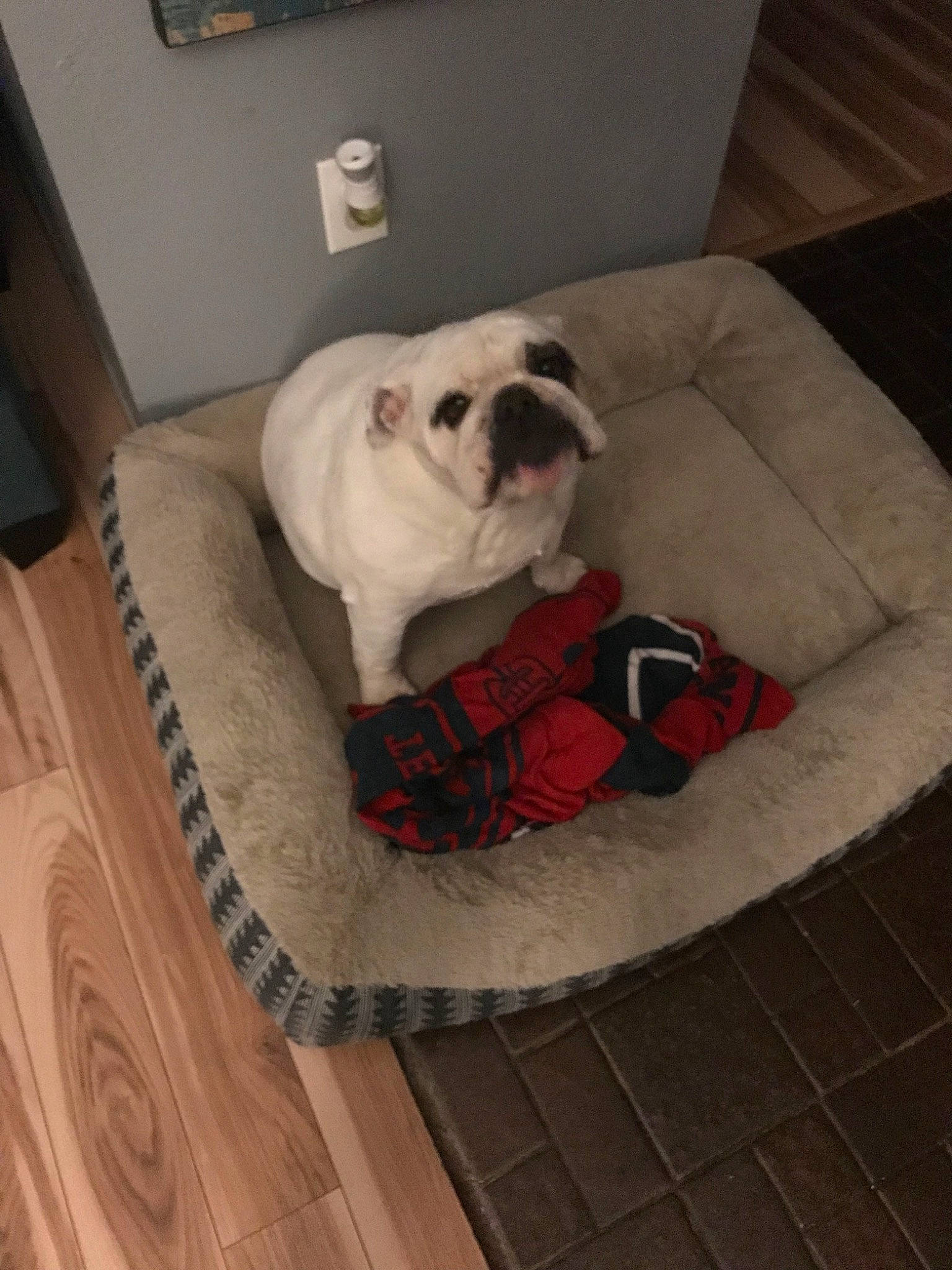 Zoey joined the competition — help win amazing prizes! american_bulldog, canidae, carnivore, companion_dog, dog, dog_breed, fawn, floor, flooring, non_sporting_group, puppy, puppy_love