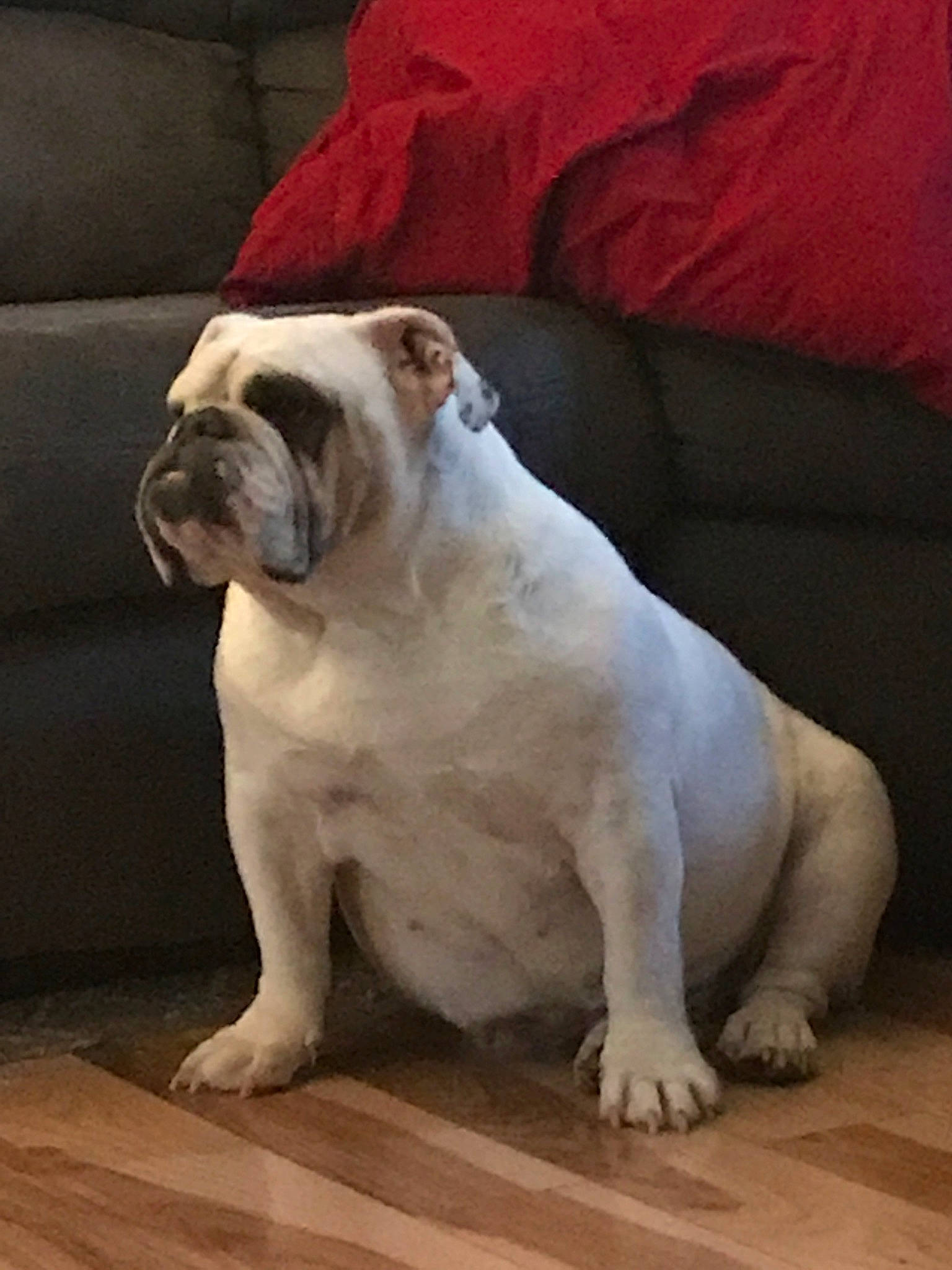 Zoey is registered to the contest to win money with this photo: american_bulldog, australian_bulldog, british_bulldogs, bulldog, canidae, carnivore, companion_dog, dog, dog_breed, dorset_olde_tyme_bulldogge, mammal, non_sporting_group, old_english_bulldog, olde_english_bulldogge, rare_breed_dog, skin, snout, toy_bulldog, vertebrate, white_english_bulldog