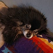 Jazzy joined the competition — help win amazing prizes! animal, blanket, closeup, colorful, companion, cozy, cute, dog, face, fluffy, fur, indoor, laying, patterned, pet, portrait, relaxed, resting, small_dog, soft_light