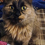 Jax joined the competition — help win amazing prizes! animal, background_blur, cat, close_up, colorful, curious, domestic, fabric, feline, fluffy, fur, indoor, pet, plaid, portrait, sitting, soft, tortoiseshell, whiskers, yellow_eyes