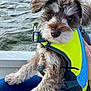 dog, puppy, life_jacket, water, boat, pet, fur, outdoor, animal, curious, sitting, lap, blue, yellow, canine, eyes, portrait, summer, adventure, cute