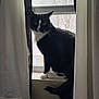 cat, tuxedo_cat, window, curtains, pets, animal, feline, indoor, sitting, looking, whiskers, black_and_white, windowsill, screen, fur, tail, ears, natural_light, quiet, home