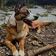 Hat participe au concours pour gagner de l'argent avec cette photo : accessories, animal, ball, bodypart, canine, dog, football, germanshepherd, hound, husky, outdoors, pet, puppy, rock, soccer, soccerball, soil, sport, strap, wood