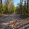 Aïka participe au concours pour gagner de l'argent avec cette photo : dog, canine, outdoor, forest, woodland, trail, path, nature, trees, sand, sunlight, shadows, autumn, spring, hiking, walk, harness, standing, portrait, landscape
