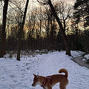 Aïka a rejoint le concours — aidez-le/la à gagner de superbes lots ! dog, snow, winter, forest, woodland, trail, outdoors, sunset, trees, bare_branches, snowy_path, stream, nature, landscape, animal, pet, harness, walking, brown_dog, scenic