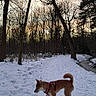dog, snow, winter, forest, woodland, trail, outdoors, sunset, trees, bare_branches, snowy_path, stream, nature, landscape, animal, pet, harness, walking, brown_dog, scenic