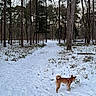 Aïka participe au concours pour gagner de l'argent avec cette photo : dog, snow, forest, pine_trees, winter, trail, path, outdoors, nature, animal, pet, leash, collar, standing, brown_dog, snowy_landscape, woodland, trees, footprints, scenic