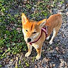 dog, canine, pet, animal, portrait, outdoors, woodland, forest, nature, flowers, wildflowers, greenery, leaves, ground, path, harness, standing, ears, brown_fur, daylight