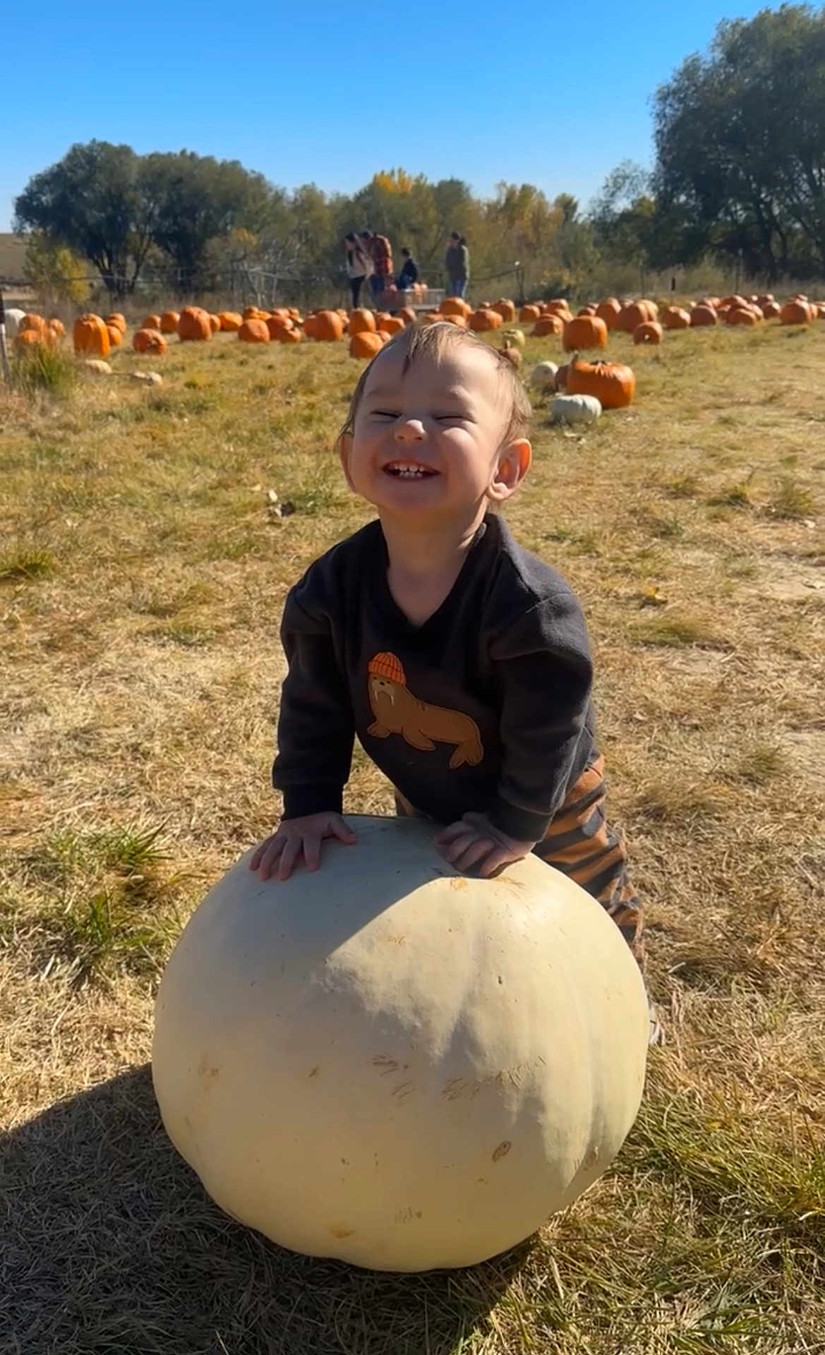 August joined the competition — help win amazing prizes! child, toddler, pumpkin, pumpkin_patch, white_pumpkin, smiling, happy, outdoor, grass, autumn, trees, blue_sky, sunny, nature, fall, person, clothing, pants, long_sleeve, daytime