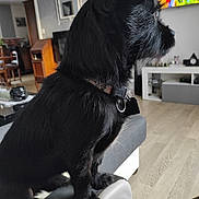 Many a rejoint le concours — aidez-le/la à gagner de superbes lots ! dog, black_dog, pet, collar, living_room, couch, furniture, television, wooden_floor, home_interior, animal, side_view, indoor, fur, watching, sitting, armrest, decor, cozy, pet_collar